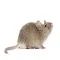 Mouse Noise - Sounds Effects of Mice For Your Device