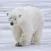 Polar Bear Sounds - From the Cold to Your Warm Device