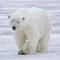 Polar Bear Sounds - From the Cold to Your Warm Device