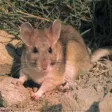 Rat Sounds - Sewer Loving Animal Sounds to Scare People