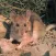 Rat Sounds - Sewer Loving Animal Sounds to Scare People