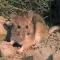 Rat Sounds - Sewer Loving Animal Sounds to Scare People