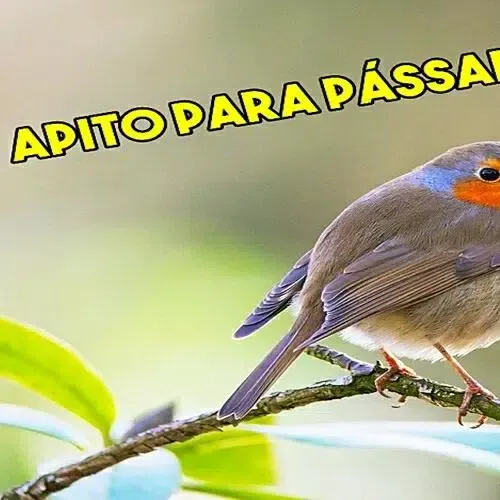 Apito para Passaros Screenshots