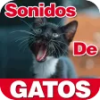 Sounds of Maullando Cats For M