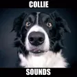 Collie Dog Sounds