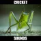 Crickets Sounds! Insect Sounds