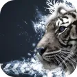 Live Wallpapers 2019