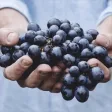 Barossa SA Barossa SA