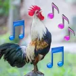 Animal Ringtone Animal Ringtone