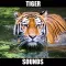 Tiger Sounds - Tiger Growls