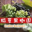 ギフト・贈答品に、栃木の美味しい果物を[稲葉果樹園]