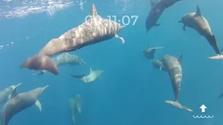 DiveFree應用截圖