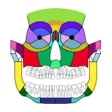 ZS Maxillofacial Trauma Score