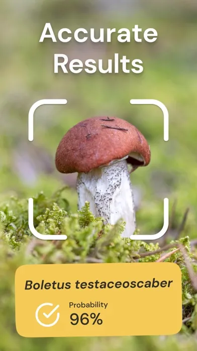 Mushroom Identification ID應用截圖