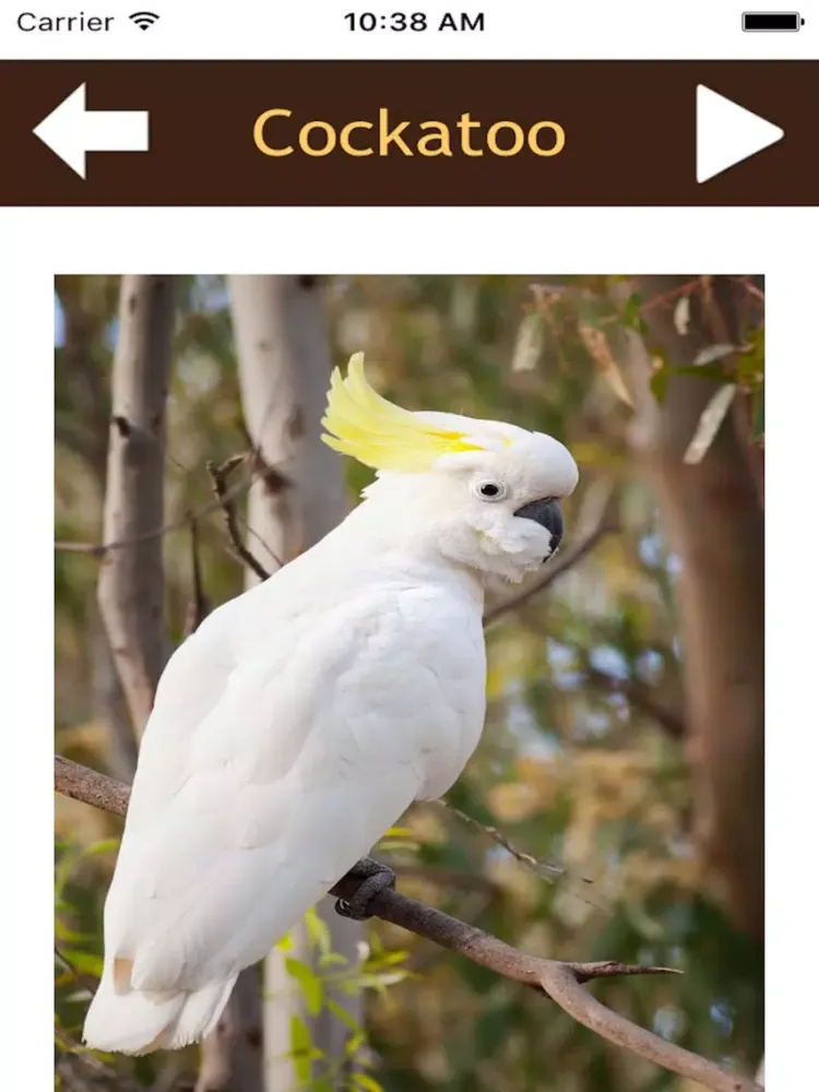 ภาพหน้าจอของ Beautiful Birds Sounds iPad 