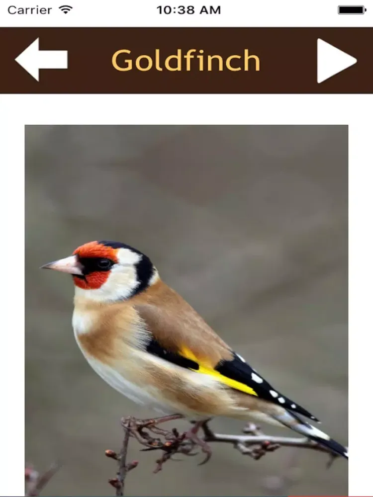 ภาพหน้าจอของ Beautiful Birds Sounds iPad 