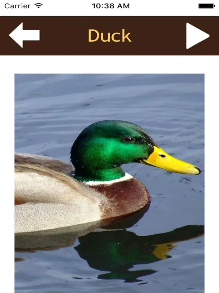 ภาพหน้าจอของ Beautiful Birds Sounds iPad 
