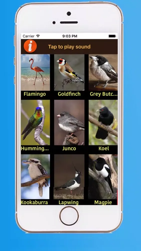 ภาพหน้าจอของ Beautiful Birds Sounds