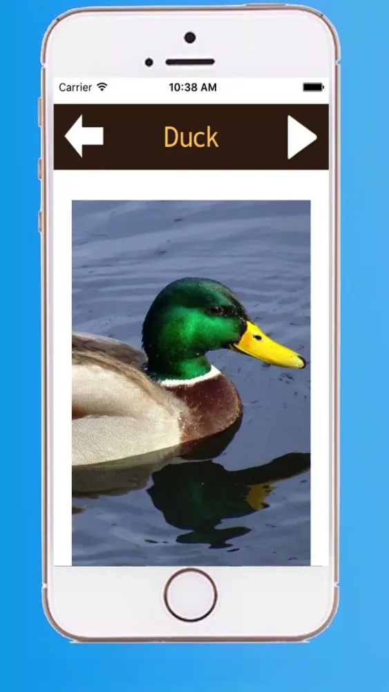 ภาพหน้าจอของ Beautiful Birds Sounds