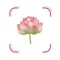 Flower Identifier FlowerBook