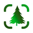 Plant Finder Tree ID Treelogy Plant Finder Tree ID Treelogy