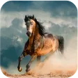 Horse Wallpapers