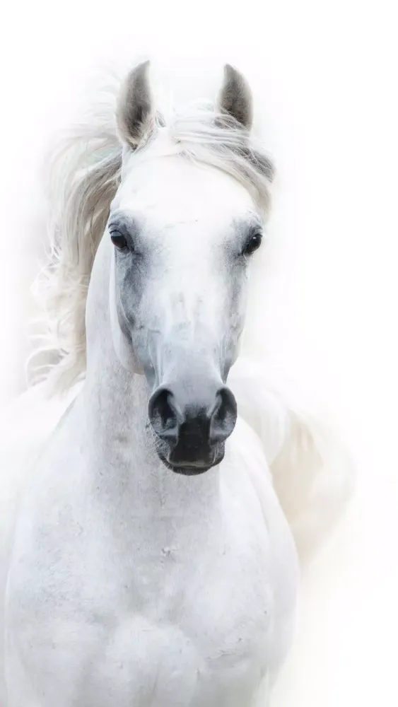 Screenshot di Horse Wallpapers