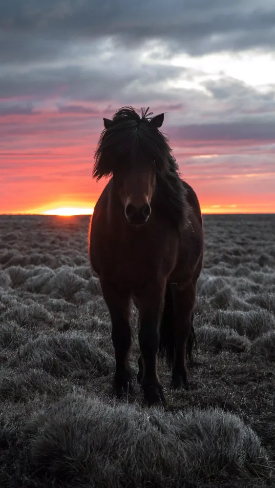 Screenshot di Horse Wallpapers