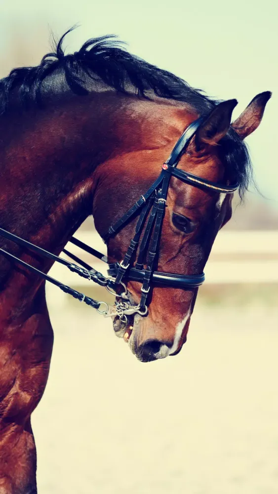 Screenshot di Horse Wallpapers