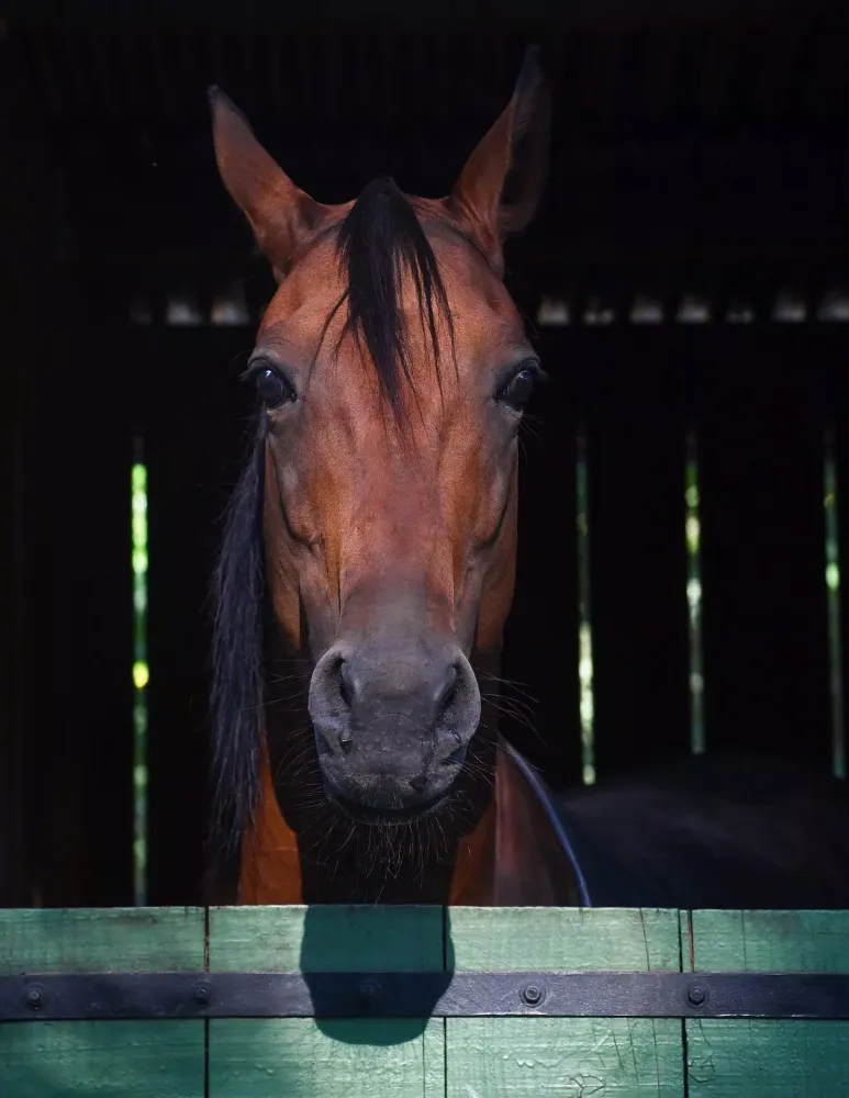 Screenshot di Horse Wallpapers