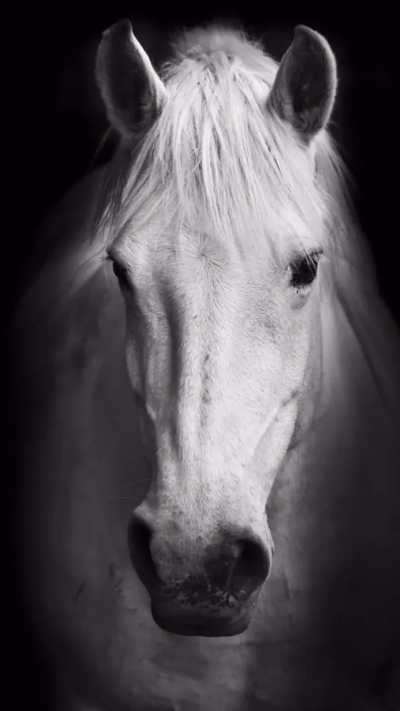Screenshot di Horse Wallpapers