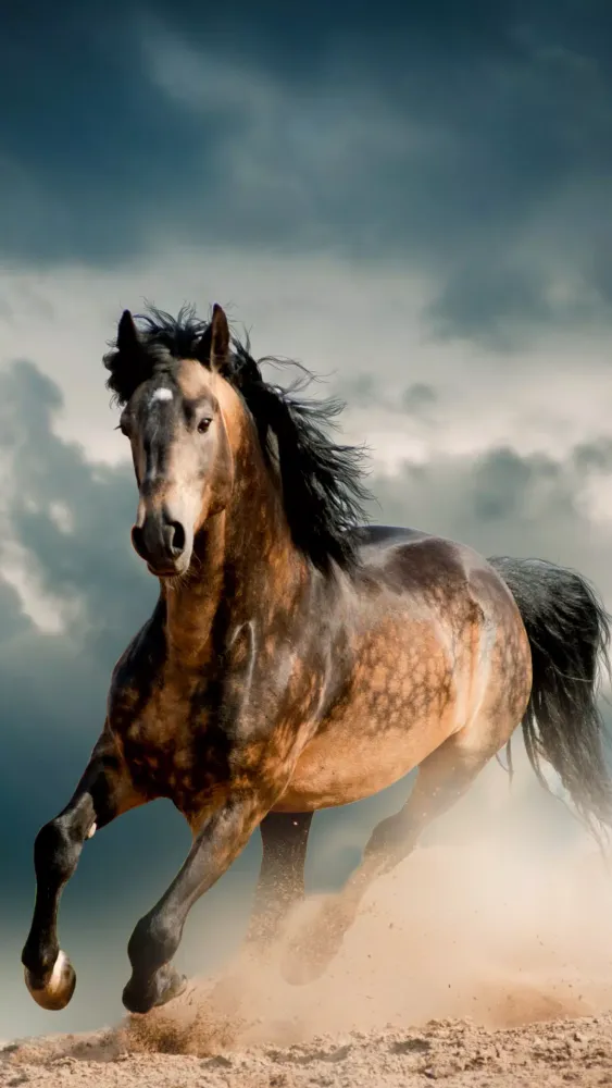 Screenshot di Horse Wallpapers