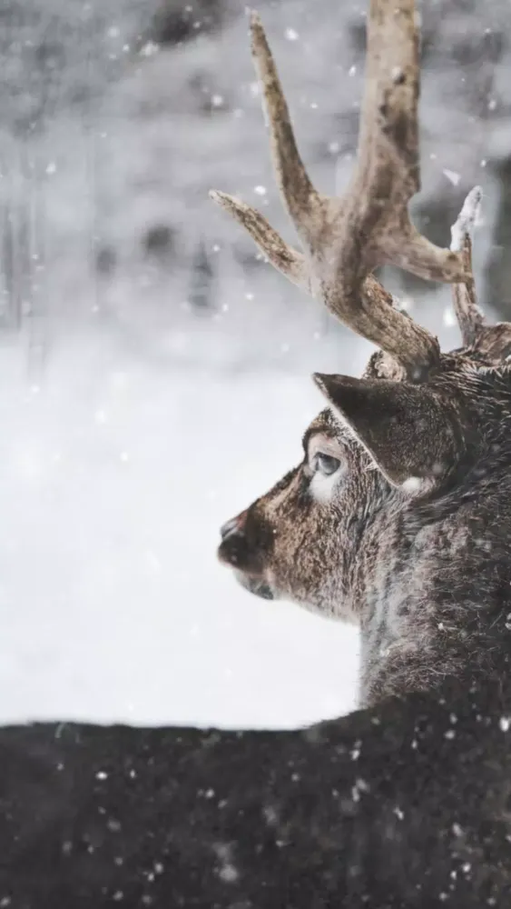 Winter Wallpapers Screenshots
