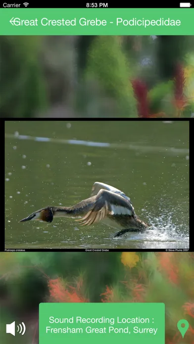 Birds of Britain Sounds应用截图