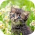 Cat Kitten Jigsaw - Puzzles Games for Girls Who Love Baby Animals