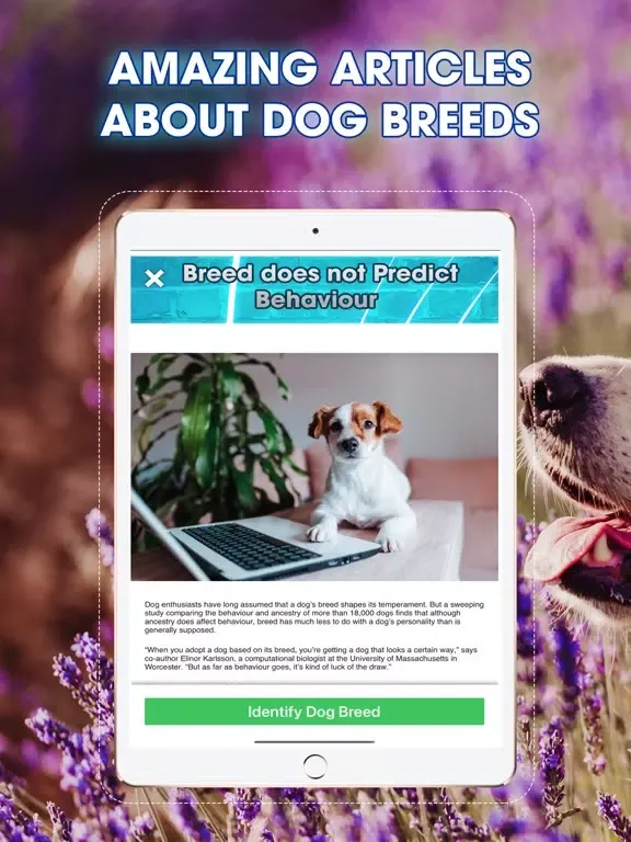 Dog Breeds Identifier iPad 应用截图