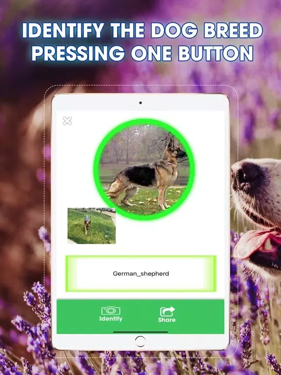 Dog Breeds Identifier iPad 应用截图