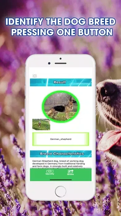 Dog Breeds Identifier应用截图