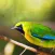 Suara Burung Kenari - Kacer