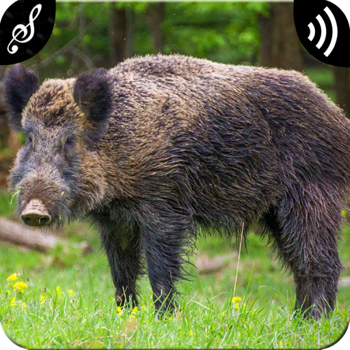 Wild Boar Sounds