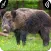 Wild Boar Sounds