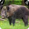 Wild Boar Sounds