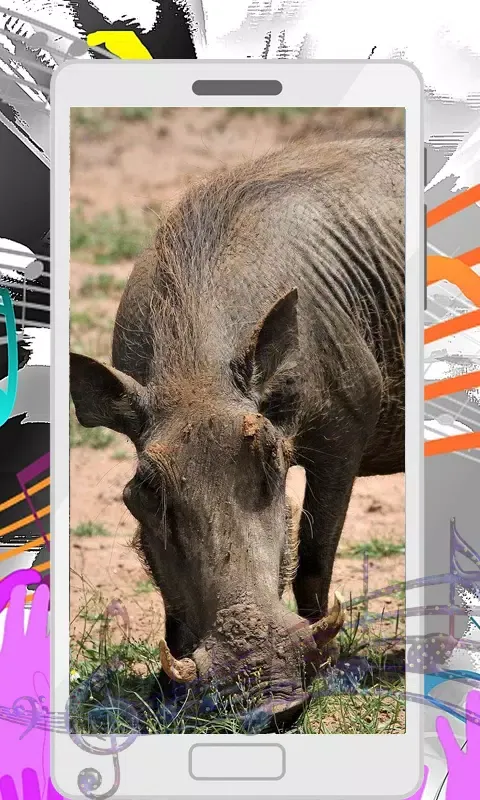 Wild Boar Sounds Screenshots