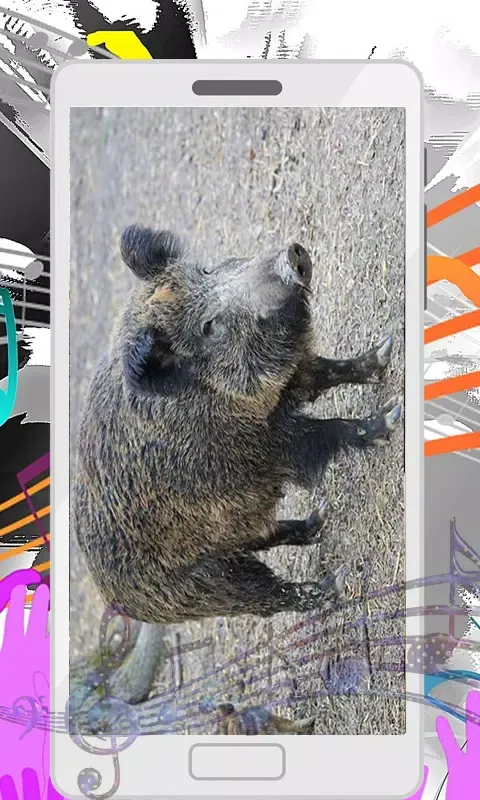 Wild Boar Sounds Screenshots