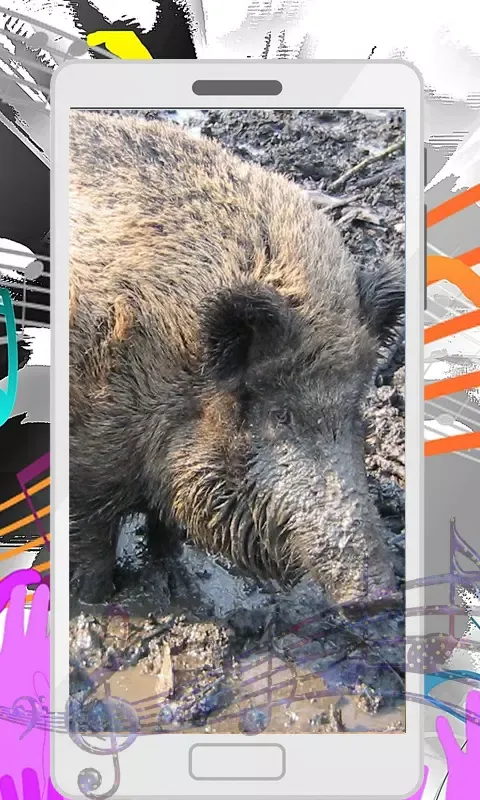 Wild Boar Sounds Screenshots