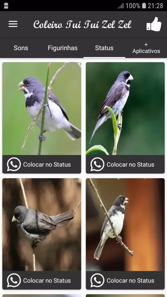 Coleiro Tui Tui Zel Zel song Screenshots