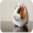 Guinea Pig sounds