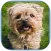 Puzzle Puppy Cute Games Free