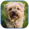 Puzzle Puppy Cute Games Free