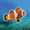 Clownfish Tap